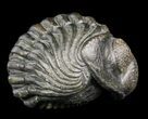 Large, Perfectly Enrolled Pedinopariops Trilobite - wide! #46340-2